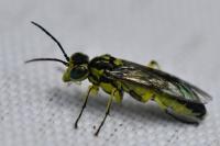Cytisogaster picta