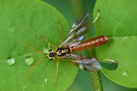 Tenthredopsis litterata