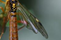 Tenthredopsis litterata