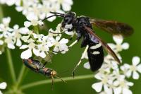 Cephaledo bifasciata