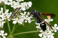 Cephaledo bifasciata