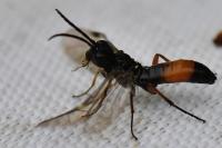 Emphytus laticinctus