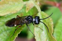 Emphytus laticinctus