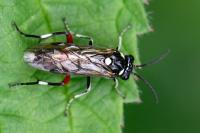 Macrophya punctumalbum