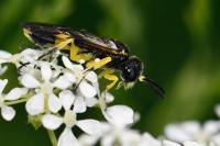 Zonuledo zonula