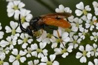 Arge melanochra