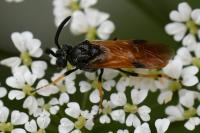 Arge melanochra