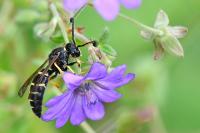 Odynerus spinipes