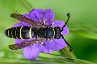 Odynerus spinipes