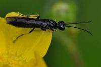Cephus spinipes