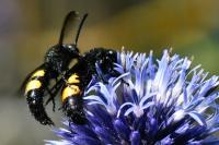 Scolia hirta