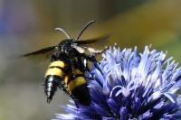 Scolia hirta