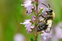 Andrena fuscipes