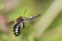 Anthidium septemspinosum