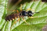 Cerceris ruficornis