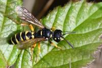 Cerceris ruficornis