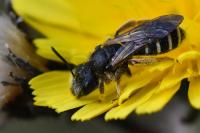 Halictus