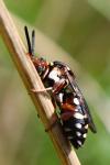 Epeolus cruciger