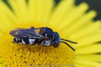 Epeolus variegatus