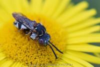 Epeolus variegatus