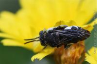 Epeolus fallax