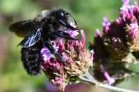 Xylocopa violacea