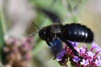 Xylocopa violacea