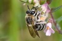 Melitta tricincta