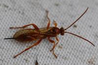 Theronia atalantae
