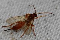 Theronia atalantae