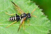 Tenthredo scrophulariae