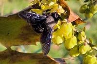 Xylocopa violacea