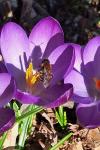 Andrena bicolor