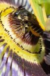 Megachile centuncularis