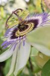 Megachile centuncularis