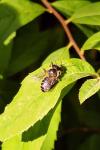 Megachile centuncularis