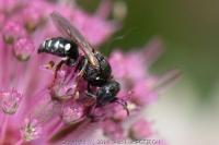 Oxybelus uniglumis