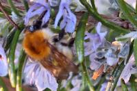 Bombus pascuorum