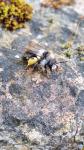 Andrena cineraria
