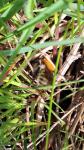 Bombus pascuorum/humilis/muscorum