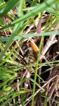 Bombus pascuorum/humilis/muscorum