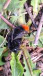 Bombus lapidarius