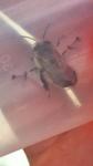Anthophora plumipes