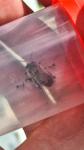 Anthophora plumipes