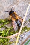 Andrena nigroaenea