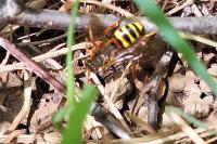 Nomada lathburiana