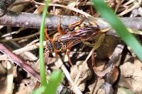 Nomada lathburiana