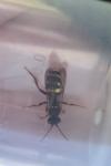 Nomada lathburiana