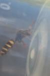 Nomada lathburiana