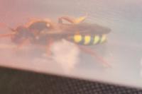 Nomada lathburiana